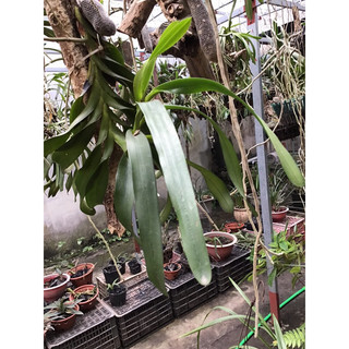 01 cây lan quế trắng tháng 8 to khủng