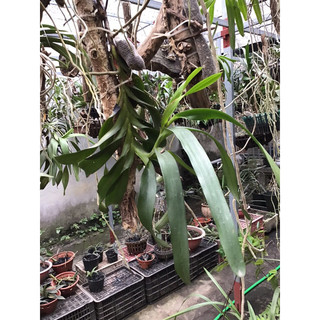 01 cây lan quế trắng tháng 8 to khủng