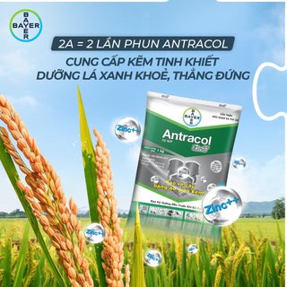 Thuốc trừ bệnh antracol 70wp - gói 100g