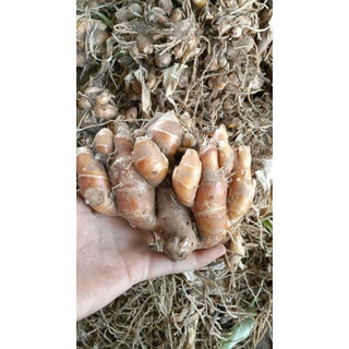1kg củ địa liền tươi ( xá kén ) trồng đồi ( đang trái vụ mn đọc kĩ phần mô tả ạ)