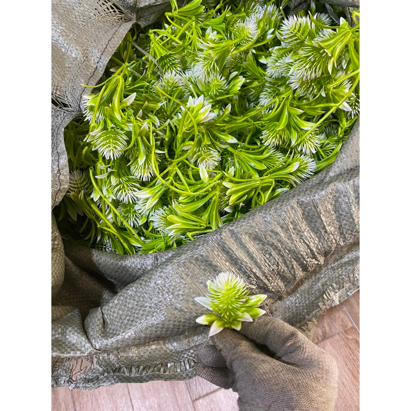 Combo cỏ điểm
