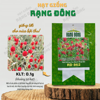 Hạt giống Hoa Cúc Bách Nhật Đỏ Rd 862 dễ trồng, cây khỏe, hoa ra liên tục - Hạt giống Rạng Đôn
