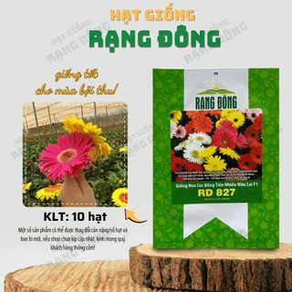 Hạt giống Hoa Cúc Đồng Tiền Nhiều Màu Rd 827 (10 hạt) hoa nở rực rỡ, thích hợp trồng chậu - Hạt giống Rạng Đông