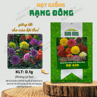 Hạt giống Hoa Cúc Thược Dược Nhiều Màu Rd 849 (0,1g~25 hạt) cao 40cm, nhiều màu, trồng quanh năm - Hạt giống Rạng Đông