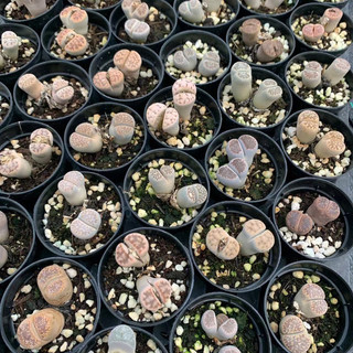 Lithops đầu đôi sen mông thạch lan đá sống mọng nước