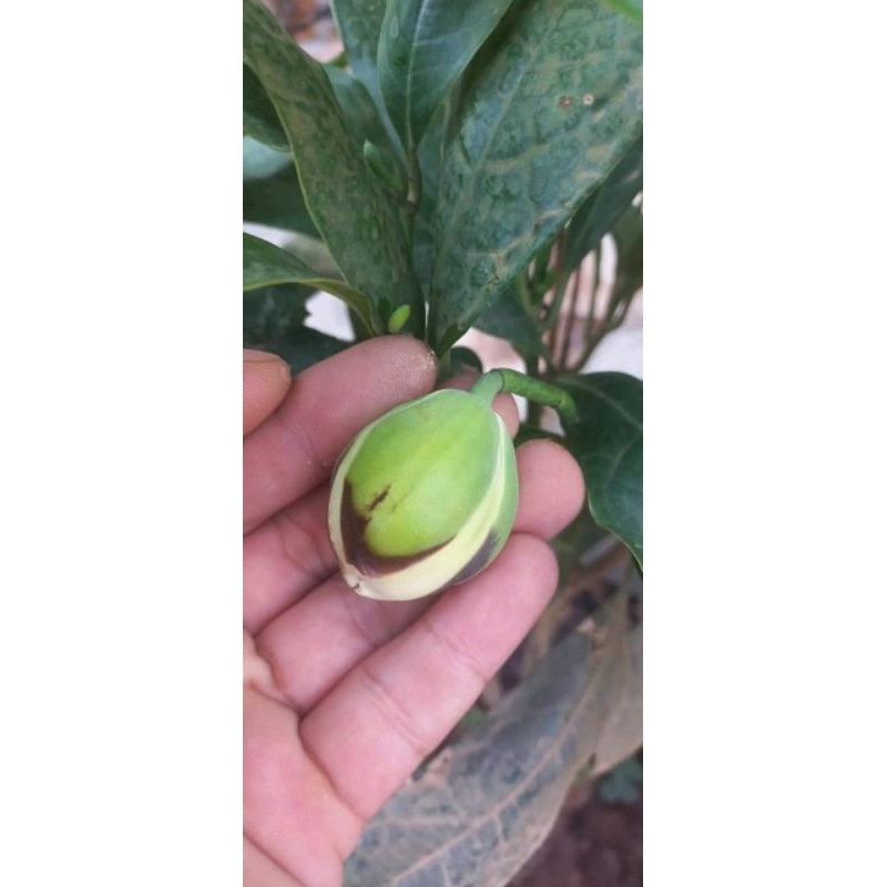 Hoa dạ hợp hương