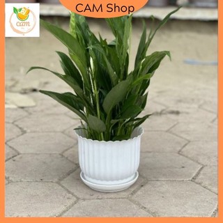 Chậu nhựa đặt bàn có đĩa giả sứ gân sọc tròn trắng 3 size trồng hoa cây cảnh, Chậu hoa để bàn văn phòng