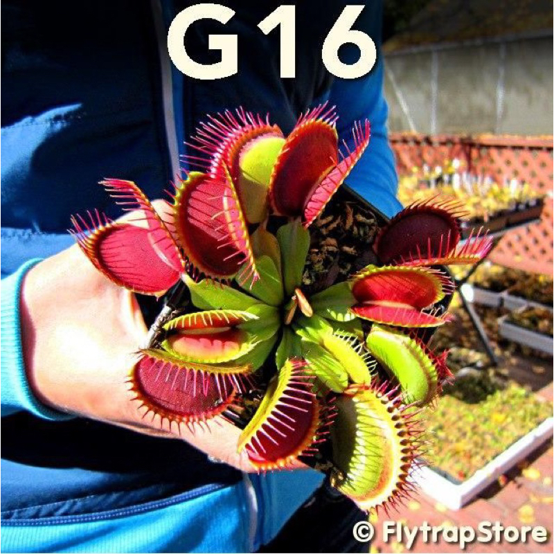 cây bẫy kẹp g16, venus flytrap g16