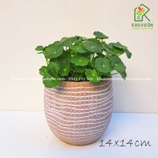 Cây rau má kiểng, cây cỏ đồng tiền trồng thủy sinh