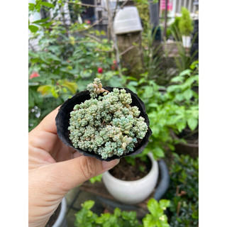 Sedum hoa hồng