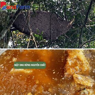 Mật ong rừng nguyên chất - chỉ bán ong rừng tự nhiên