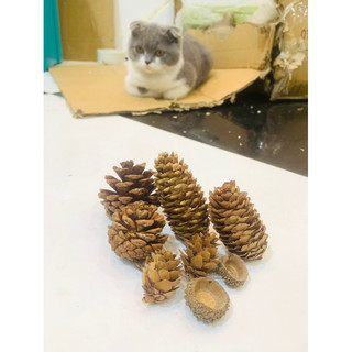 quả thông mài răng,trang trí lồng Hamster