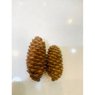 quả thông mài răng,trang trí lồng Hamster