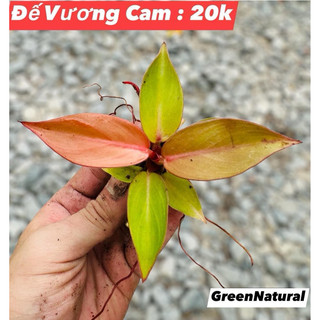 Đế Vương Cam setup tiểu cảnh, bán cạn, terrarium