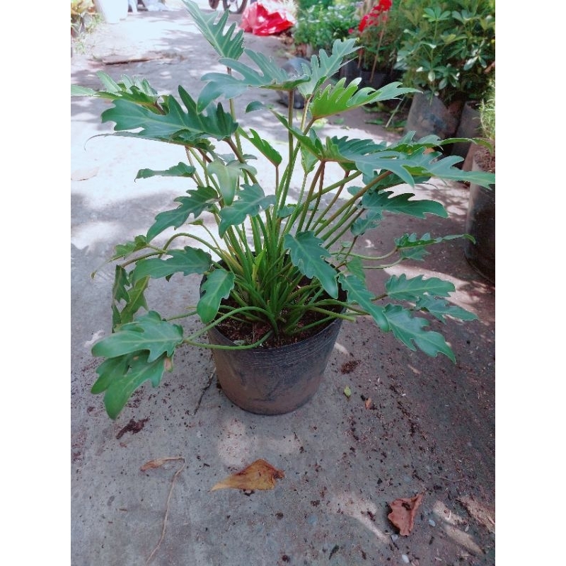 Trầu Bà Chân Vịt