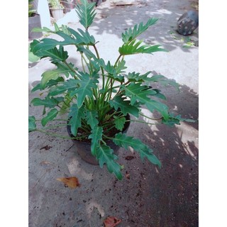 Trầu Bà Chân Vịt