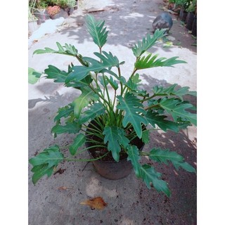 Trầu Bà Chân Vịt