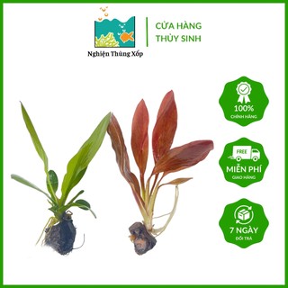 Cây thanh đản, hồng đản - cây thủy sinh không co2 dễ sống
