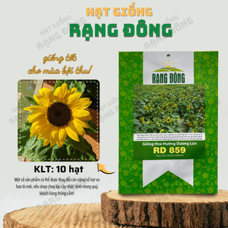 Hạt giống Hoa Hướng Dương Lùn Rd 859 (10 hạt) cánh đơn, hoa nở to, thân lùn thích hợp trồng chậu - Hạt giống Rạng Đông