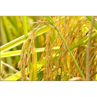 Gạo Thơm ST24  Túi 5Kg ( A AN)
