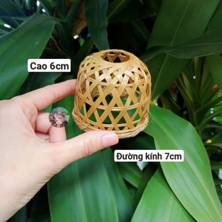 Bội gà tí hon