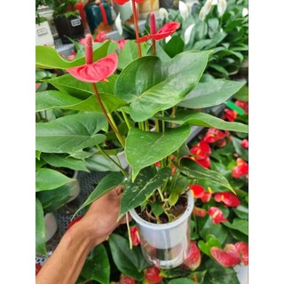 Chậy cây hồng môn (cây trồng thủy sinh)