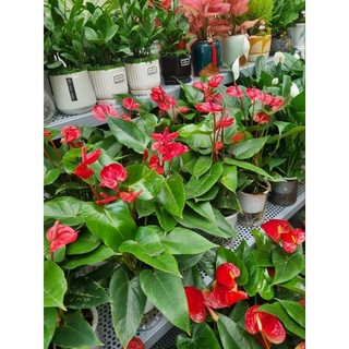 Chậy cây hồng môn (cây trồng thủy sinh)