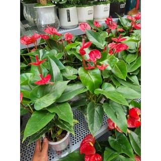 Chậy cây hồng môn (cây trồng thủy sinh)