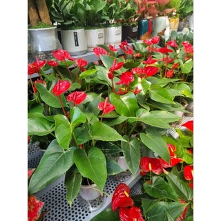 Chậy cây hồng môn (cây trồng thủy sinh)