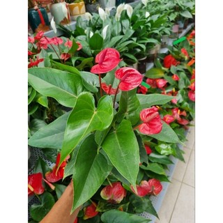 Chậy cây hồng môn (cây trồng thủy sinh)
