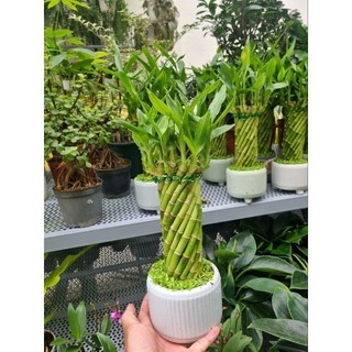 Chậu cây trúc phát lộc xoắn