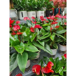 Chậy cây hồng môn (cây trồng thủy sinh)