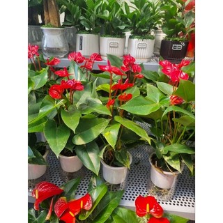 Chậy cây hồng môn (cây trồng thủy sinh)