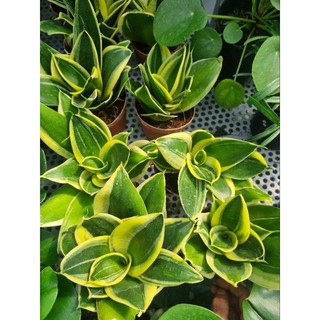 Chậu cây Lưỡi hổ lùn - lưỡi hổ mini để bàn