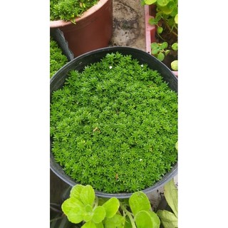 cây sen đá sedum xanh