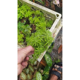 cây hoa mười giờ úc -sam thái