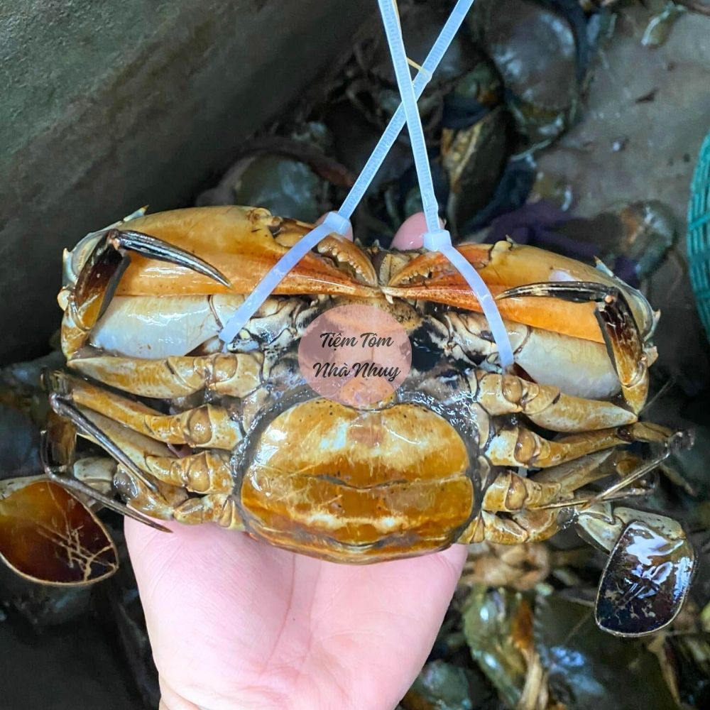 (Hoả tốc) Cua gạch cua thịt Cà Mau chắc khoẻ bao ăn, giao sống tận tay