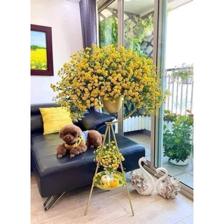 Cúc chi rủ vàng nguyên chậu đang nhiều nụ