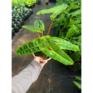Hạc cam size lớn, kiểng lá indoor Philodendron Billietiae, Hạc cam, kiểng lá, trang trí, sân vườn, bàn làm việc