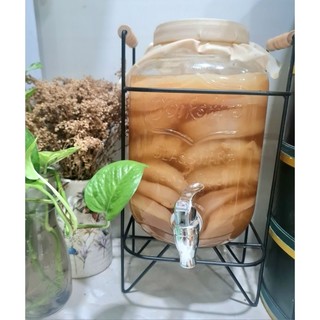Scoby làm kombucha - scoby siêu khỏe mập ú.