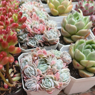 (Echeveria cluster) Sen đá Trung nhiều đầu các giống mới, siêu khỏe, cây cảnh trang trí nhà cửa, Lỗi 1 đổi 1