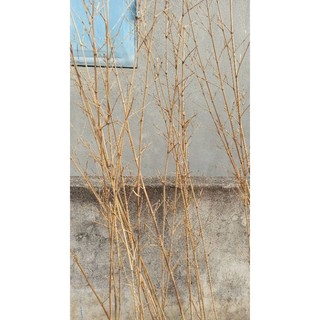 5 Thân trúc quân tử khô. trúc khô làm decor. Cây trúc khô