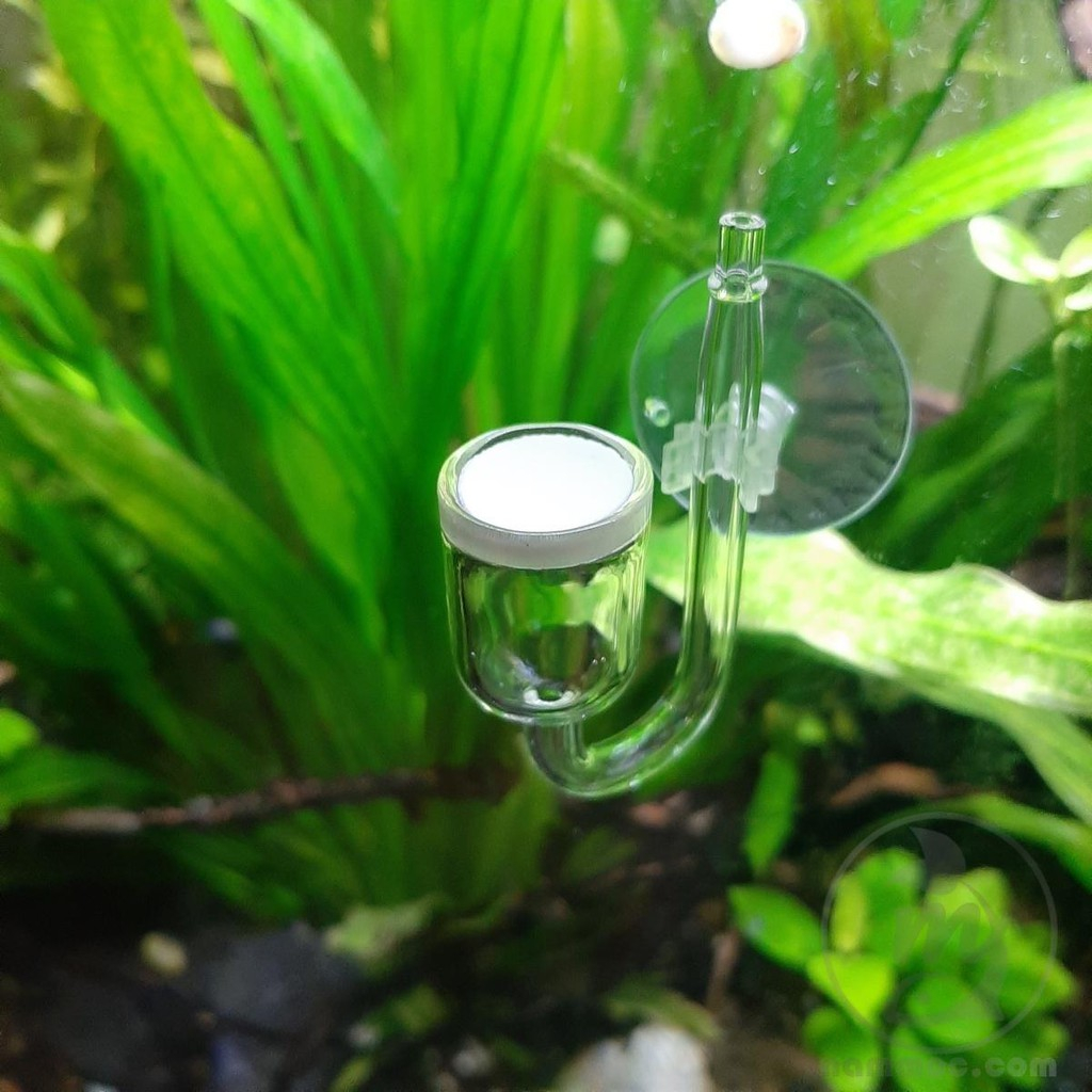 Cốc Sủi CO2 Thuỷ Tinh Siêu Mịn D=25mm - Cốc Sủi Nano