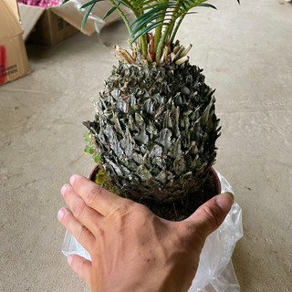 Cây Vạn Tuế Size Nhỡ