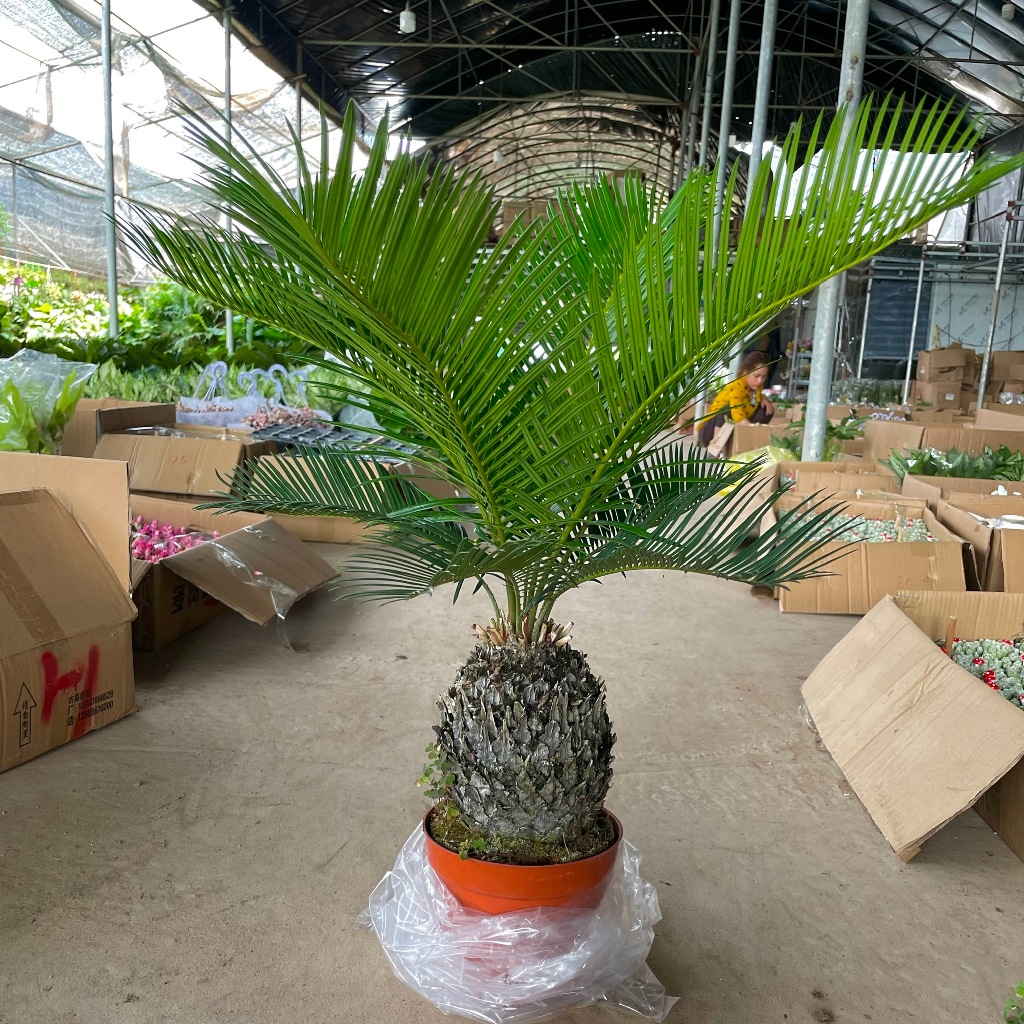 Cây Vạn Tuế Size Nhỡ