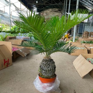 Cây vạn tuế size nhỡ