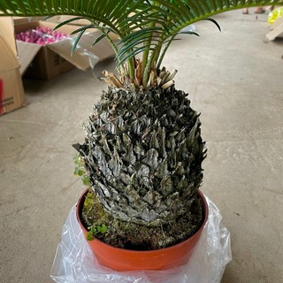 Cây Vạn Tuế Size Nhỡ