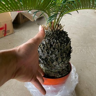 Cây Vạn Tuế Size Nhỡ