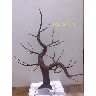 Gốc đào, mai bonsai