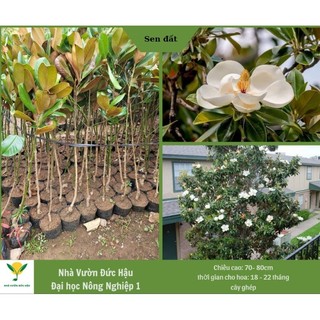 Cây sen đất, cây sen cạn, , cây ghép chuẩn giống 90cm - 1m